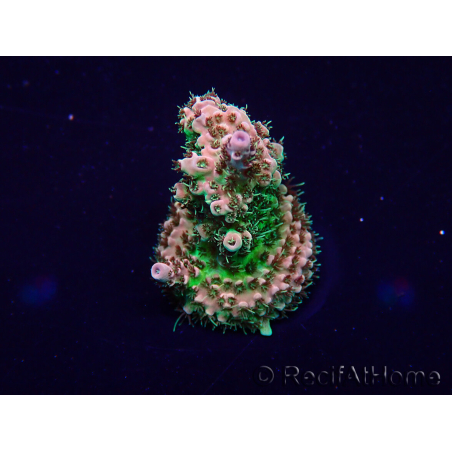 WYSIWYG Acropora Mariculture acclimaté led