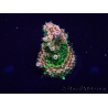 WYSIWYG Acropora 15N4 Mariculture acclimaté led