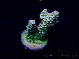 WYSIWYG Acropora tenuis Mariculture acclimaté led