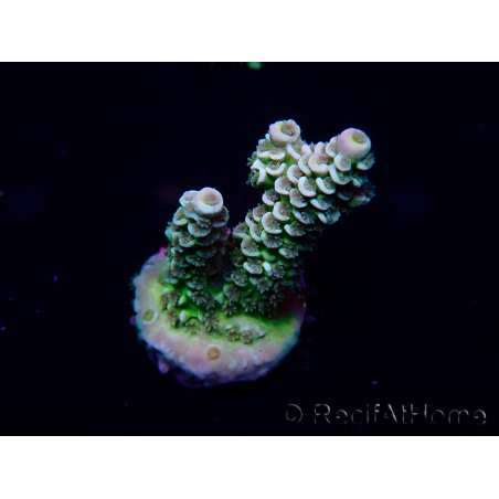 WYSIWYG Acropora Marikultur akklimatisiert LED