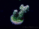 WYSIWYG Acropora tenuis Mariculture acclimaté led