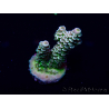 WYSIWYG Acropora tenuis Mariculture acclimaté led