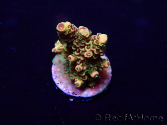 WYSIWYG Acropora Australia acclimatata a led