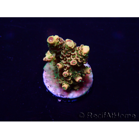 WYSIWYG Acropora hyacinthus 15N8 Mariculture acclimaté led