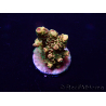 WYSIWYG Acropora hyacinthus 15N8 Mariculture acclimaté led