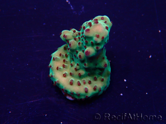 WYSIWYG Acropora Marikultur akklimatisiert LED