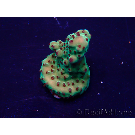 WYSIWYG Acropora Maricultura aclimatada LED