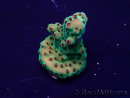 WYSIWYG Acropora granulosa 15N12 Mariculture acclimaté led