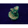 WYSIWYG Acropora Maricultuur geacclimatiseerd LED