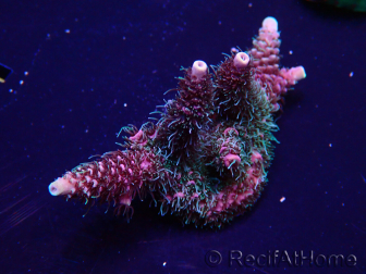 WYSIWYG Acropora Mariculture Acclimaté led