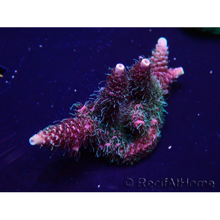 WYSIWYG Acropora millepora15O1 Mariculture Acclimaté led