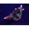 WYSIWYG Acropora millepora15O1 Mariculture Acclimaté led