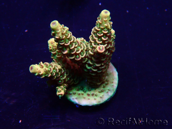 WYSIWYG Acropora Australie Acclimaté led