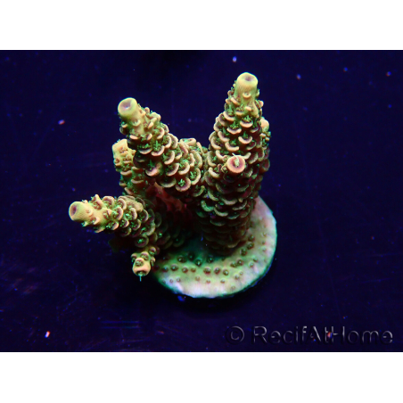WYSIWYG Acropora Australie Acclimaté led