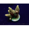 WYSIWYG Acropora Australie Acclimaté led
