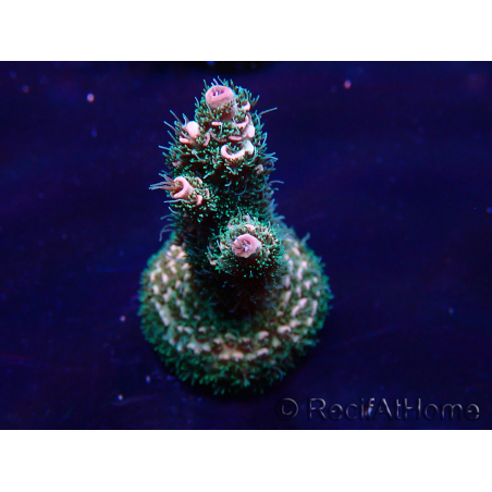 WYSIWYG Acropora millepora Maricultura Aclimatado LED