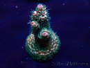WYSIWYG Acropora millepora Maricultura Acclimatato a led