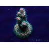 WYSIWYG Acropora millepora Maricultura Aclimatado LED