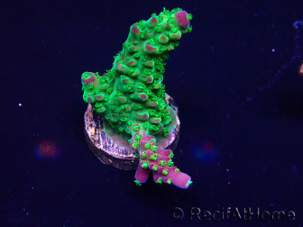 WYSIWYG Acropora Acclimaté led