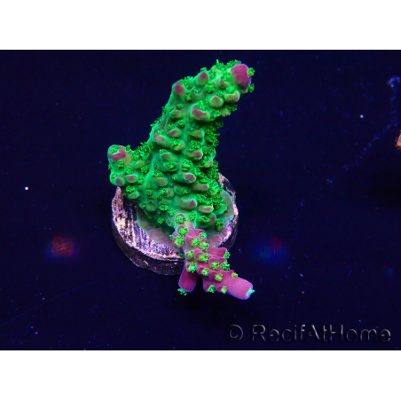 WYSIWYG Acropora Acclimated LED