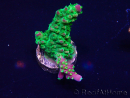 WYSIWYG Acropora 15O4 Mariculture Acclimaté led