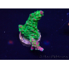 WYSIWYG Acropora Acclimaté led