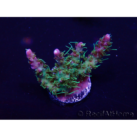 WYSIWYG Acropora akklimatisiert LED