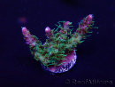 WYSIWYG Acropora 15O8 Mariculture Acclimaté led