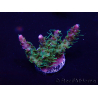 WYSIWYG Acropora akklimatisiert LED