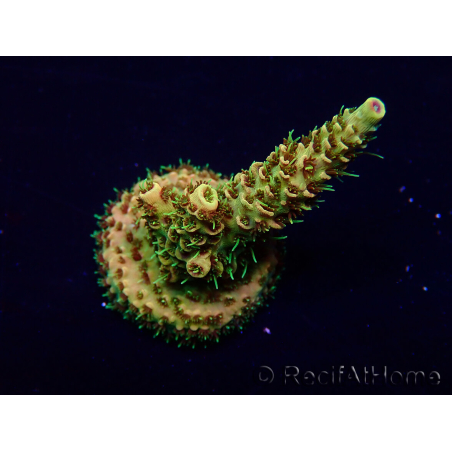 WYSIWYG Acropora Mariculture Acclimaté led