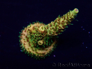 WYSIWYG Acropora Mariculture Acclimated LED