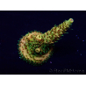 WYSIWYG Acropora millepora 15O9 Mariculture Acclimaté led