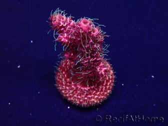 WYSIWYG Acropora Australia Aclimatado led