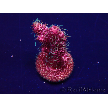 WYSIWYG Acropora Maricultura Acclimatato led
