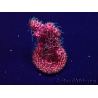 WYSIWYG Acropora Mariculture Acclimaté led