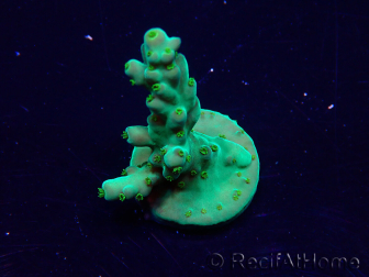 WYSIWYG Acropora Maricoltura acclimatata a LED