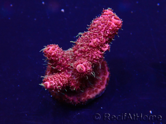 WYSIWYG Acropora Mariculture Acclimaté led