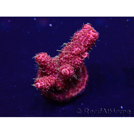 WYSIWYG Acropora millepora 15P3 Mariculture Acclimaté led