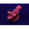 WYSIWYG Acropora millepora 15P3 Mariculture Acclimaté led