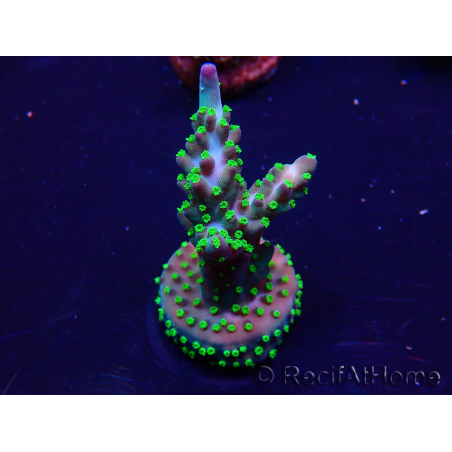 WYSIWYG Acropora 15P4 Mariculture acclimaté led