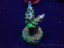 WYSIWYG Acropora Maricultura acclimatata led