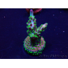 WYSIWYG Acropora Marikultur akklimatisiert LED