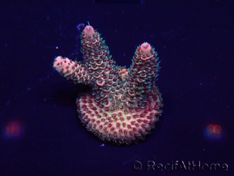 WYSIWYG Acropora Mariculture acclimaté led