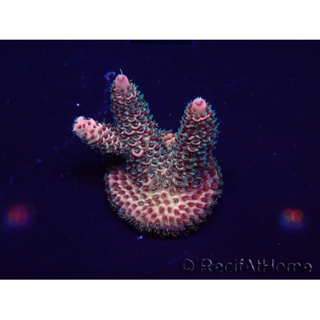 WYSIWYG Acropora millepora 15P7 Mariculture acclimaté led