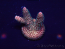 WYSIWYG Acropora Marikultur akklimatisiert LED