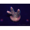 WYSIWYG AcroporaMariculture acclimaté led