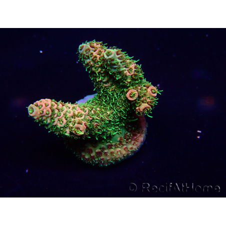 WYSIWYG Acropora Australia Aclimatado led