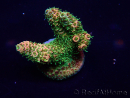 WYSIWYG Acropora Marikultur akklimatisiert LED