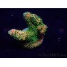 WYSIWYG Acropora Mariculture Acclimated LED