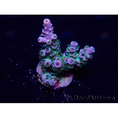 WYSIWYG Acropora tenuis 15P9 Mariculture Acclimaté led